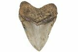 Huge, Fossil Megalodon Tooth - North Carolina #207989-2